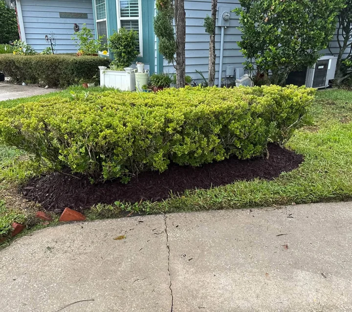 Neatly trimmed hedges and a planted garden bed beside a Jacksonville home